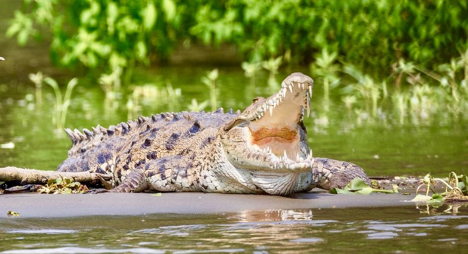 Krokodillen Costa Rica